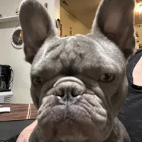 Bambi, a female French Bulldog for sale in Colorado Springs, CO – Photo 4 of 4