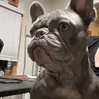 Bambi, a female French Bulldog for sale in Colorado Springs, CO – Photo 3 of 4