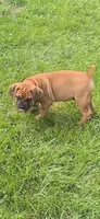 Apex Boerboels, a male Boerboel for sale in Hagerstown, MD – 4 of 5