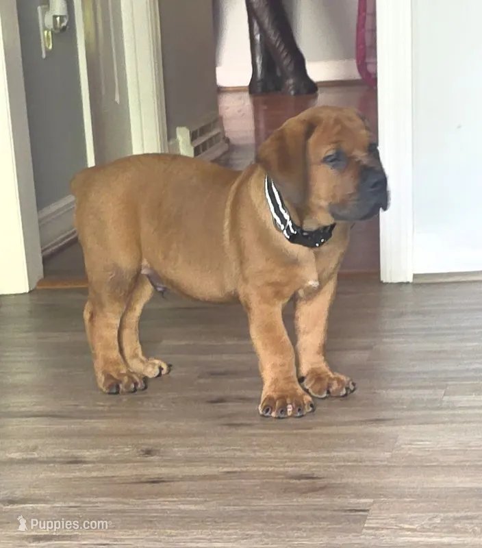 Apex Boerboels – Boerboel puppy for sale in Hagerstown, MD