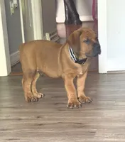 Apex Boerboels, a male Boerboel for sale in Hagerstown, MD – 1 of 5