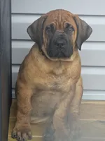 Apex Elite Boerboels, a male Boerboel for sale in Hagerstown, MD – 2 of 6
