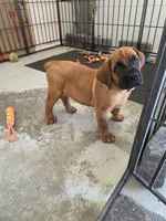 Apex Boerboels, a male Boerboel for sale in Hagerstown, MD – 3 of 5
