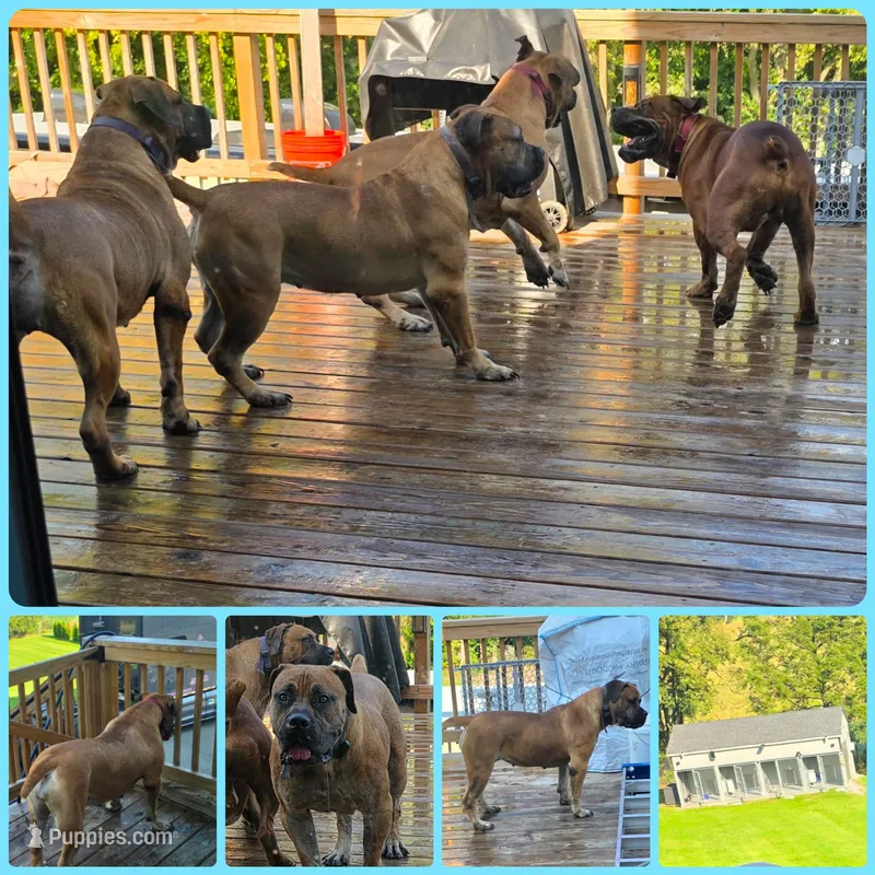 Apex Elite Boerboels – Boerboel puppy for sale in Hagerstown, MD