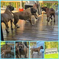 Apex Elite Boerboels, a male Boerboel for sale in Hagerstown, MD – 1 of 6