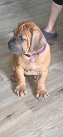 Apex Boerboels, a male Boerboel for sale in Hagerstown, MD – 2 of 5