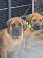 Apex Elite Boerboels, a male Boerboel for sale in Hagerstown, MD – 3 of 6