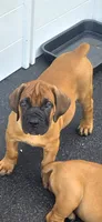 Apex Boerboels, a male Boerboel for sale in Hagerstown, MD – 5 of 5
