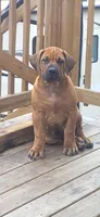 Apex Elite Boerboels, a male Boerboel for sale in Hagerstown, MD – 5 of 6