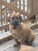 Apex Elite Boerboels, a male Boerboel for sale in Hagerstown, MD – 6 of 6