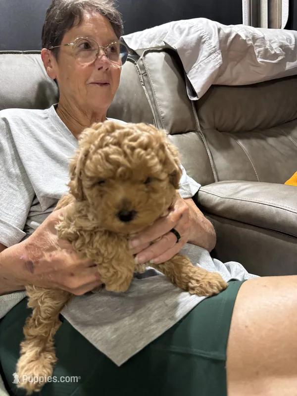 Bass – Poodle - Toy  puppy for sale in Augusta, GA