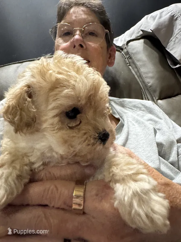 Soprano – Poodle - Toy  puppy for sale in Augusta, GA