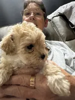 Soprano, a female Poodle - Toy  for sale in Augusta, GA – 1 of 2