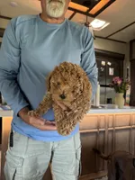 Bass, a male Poodle - Toy  for sale in Augusta, GA – 3 of 3