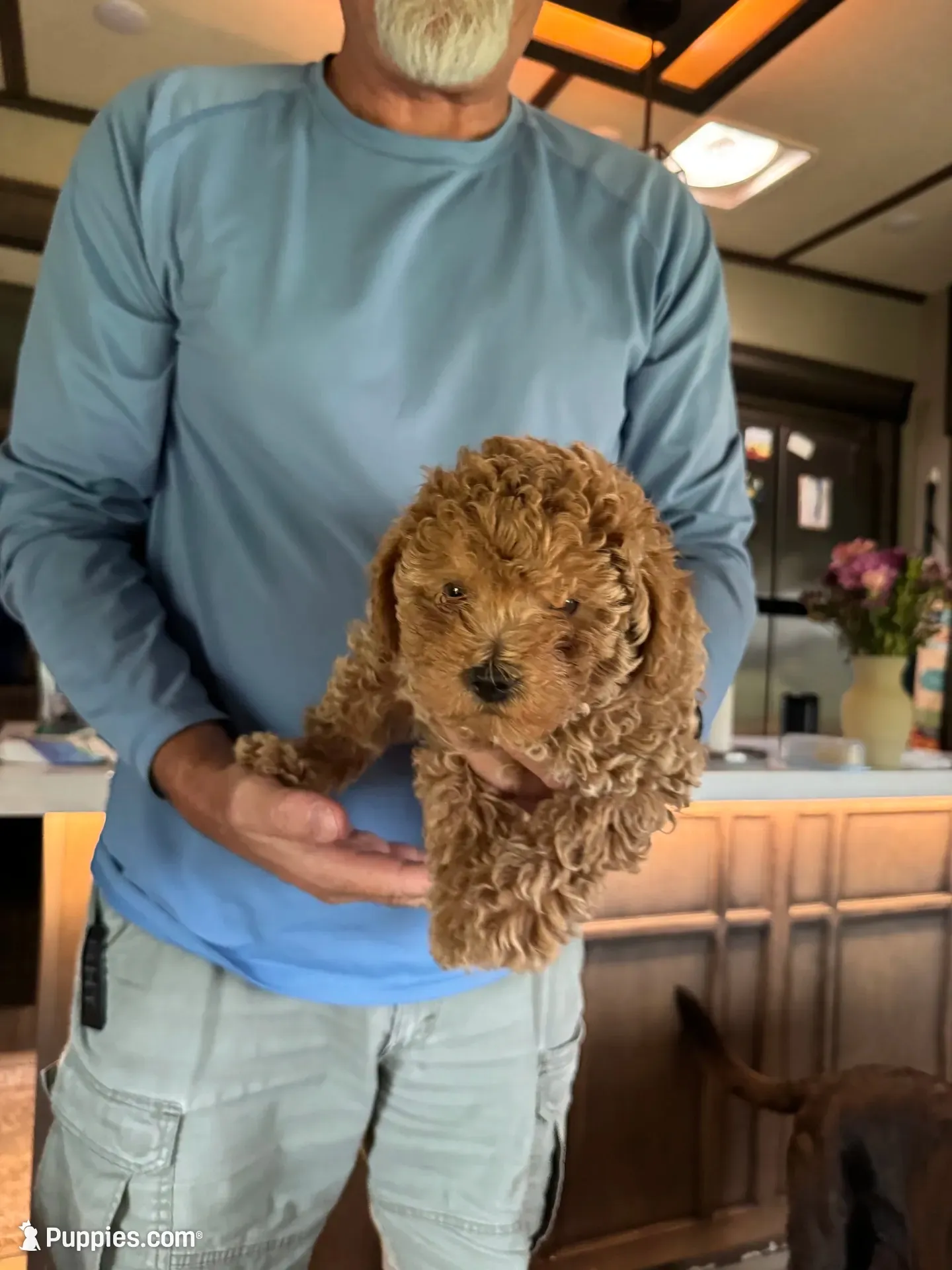 Bass, a male Poodle - Toy  for sale in Augusta, GA – 2 of 3