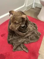 Draco, a male American Pit Bull Terrier and Alaskan Husky for sale in McKinney, TX – 3 of 4