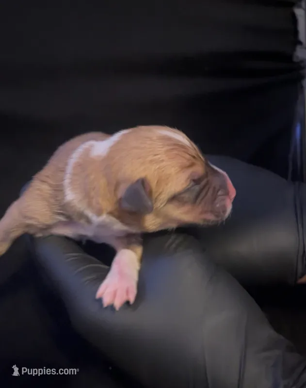 Buttercup – Pembroke Welsh Corgi puppy for sale in Wichita, KS