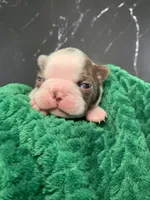 AKC Cowboy, a male Boston Terrier for sale in Tulare, CA – 3 of 10