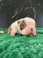 AKC Cowboy, a male Boston Terrier for sale in Tulare, CA – 2 of 10