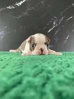AKC Cowboy, a male Boston Terrier for sale in Tulare, CA – 6 of 9