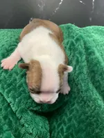 AKC Louise, a female Boston Terrier for sale in Tulare, CA – 7 of 10
