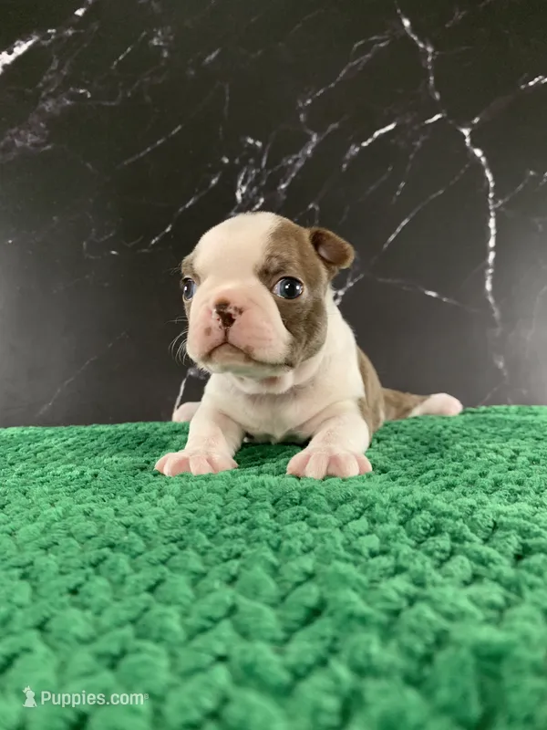 AKC Cowboy – Boston Terrier puppy for sale in Tulare, CA