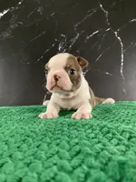AKC Cowboy, a male Boston Terrier for sale in Tulare, CA – 1 of 9