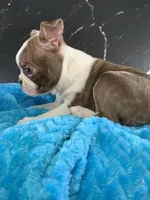 Cowboy AKC, a male Boston Terrier for sale in Tulare, CA – 3 of 10