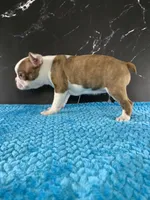 AKC Louise, a female Boston Terrier for sale in Tulare, CA – 5 of 10