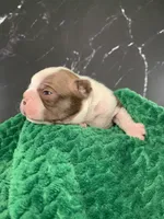 AKC Cowboy, a male Boston Terrier for sale in Tulare, CA – 8 of 10