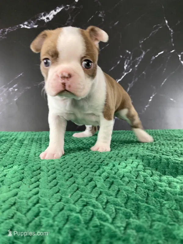 AKC Louise – Boston Terrier puppy for sale in Tulare, CA