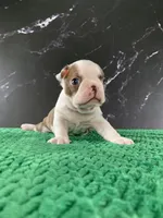 AKC Cowboy, a male Boston Terrier for sale in Tulare, CA – 8 of 9