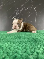 AKC Cowboy, a male Boston Terrier for sale in Tulare, CA – 3 of 10