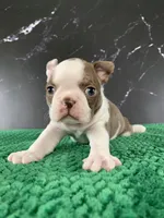 AKC Cowboy, a male Boston Terrier for sale in Tulare, CA – 6 of 10