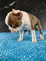 AKC Louise, a female Boston Terrier for sale in Tulare, CA – 9 of 10