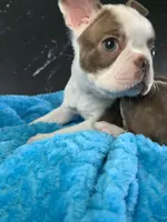 Cowboy AKC, a male Boston Terrier for sale in Tulare, CA – 7 of 10