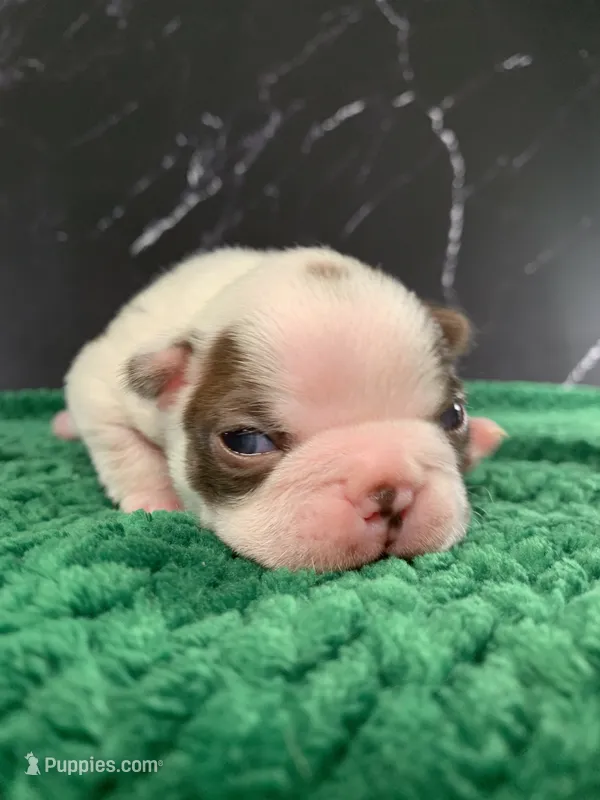 AKC Cowboy – Boston Terrier puppy for sale in Tulare, CA