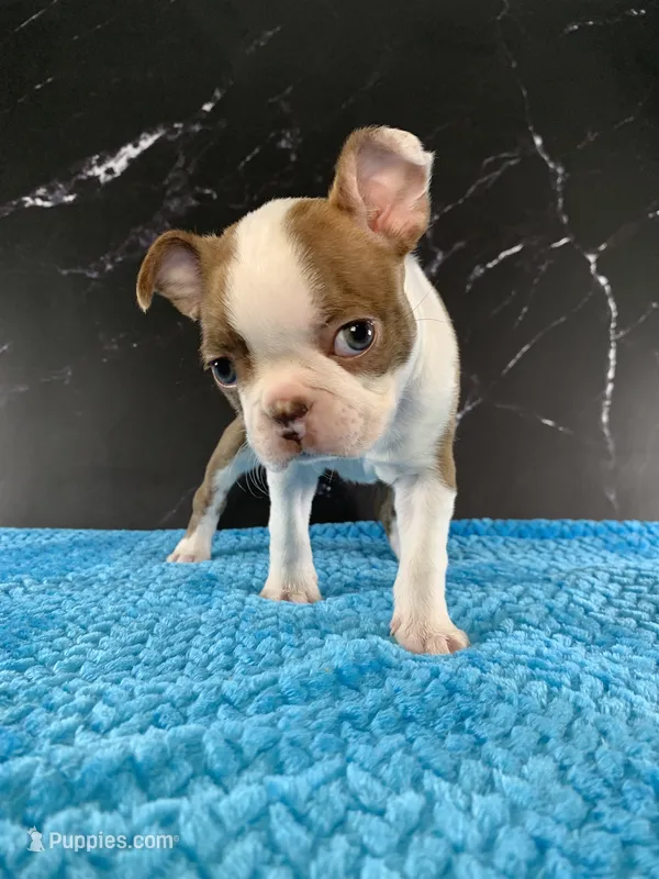 AKC Louise – Boston Terrier puppy for sale in Tulare, CA