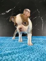 AKC Louise, a female Boston Terrier for sale in Tulare, CA – 1 of 10