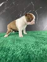 AKC Louise, a female Boston Terrier for sale in Tulare, CA – 2 of 10