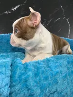 AKC Louise, a female Boston Terrier for sale in Tulare, CA – 6 of 10