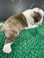 AKC Cowboy, a male Boston Terrier for sale in Tulare, CA – 5 of 9