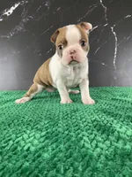 AKC Louise, a female Boston Terrier for sale in Tulare, CA – 7 of 10