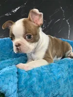 AKC Louise, a female Boston Terrier for sale in Tulare, CA – 2 of 10