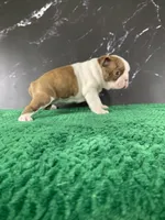 AKC Louise, a female Boston Terrier for sale in Tulare, CA – 8 of 10