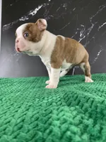 AKC Louise, a female Boston Terrier for sale in Tulare, CA – 3 of 10