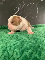 AKC Louise, a female Boston Terrier for sale in Tulare, CA – 9 of 10