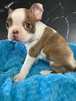 AKC Louise, a female Boston Terrier for sale in Tulare, CA – 7 of 10