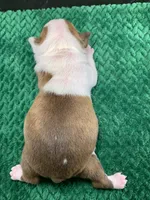 AKC Louise, a female Boston Terrier for sale in Tulare, CA – 6 of 10