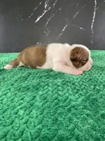 AKC Louise, a female Boston Terrier for sale in Tulare, CA – 3 of 10
